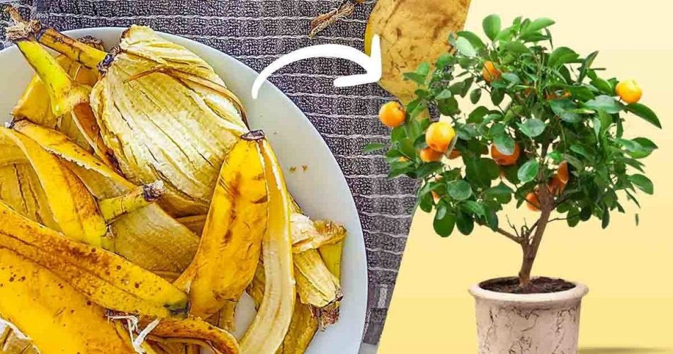 Não jogue fora a casca de banana aqui estão 8 usos inteligentes no