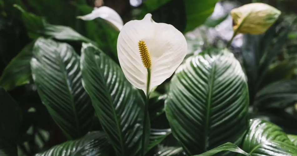 Plantas Que Absorvem Umidade E Ajudam A Remover Mofo Da Sua Casa